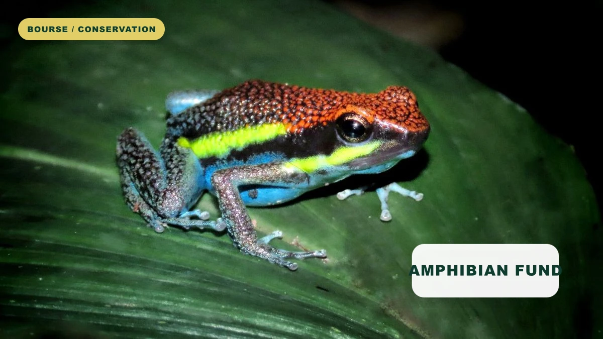 Fonds de conservation des amphibiens 2026 (Stiftung Artenschutz)